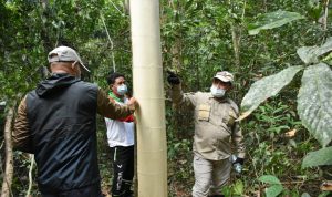 Sosialisasikan Teknik Okulasi, Gubernur Babel Kunjungi Petani di Desa Namang