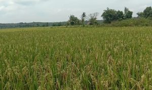 Masuk Peringkat Sembilan Sebagai Produsen Beras se Indonesia, Provinsi Banten Terus Tingkatkan Produktivitas