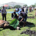 Perayaan Idul Adha, Polres Jeneponto Sembelih 50 Ekor Sapi