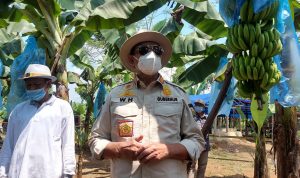 Panen Pisang Cavendish di Lebak, Gubernur WH : Kebun Pisang Ini Prospeknya Bagus
