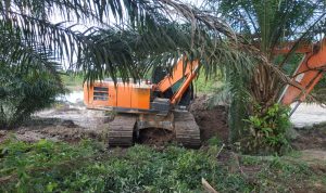 Alat Berat Milik Ataw Diduga Babat Hutan Produksi di Desa Mislak Jebus
