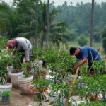 Babinsa Koramil 2306/Mancak Giat Bintahwil Pemeliharaan Tanaman Cabe
