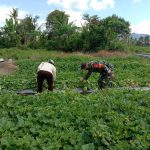 Babinsa Koramil 2304/Anyar Giat Bintahwil Pendampingan Perawatan Tanaman