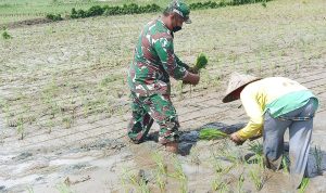 Babinsa Koramil 2306/Mancak Giat Bintahwil Penanaman Padi