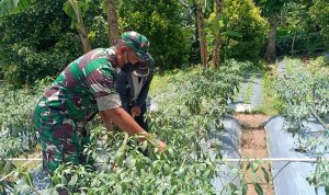 Babinsa Koramil 2304/Anyar, Bintahwil Giat Pendampingan Perawatan Tanaman