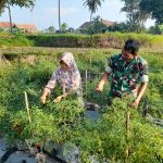 Babinsa Koramil 2302/Bojonegara, Bintahwil Pendampingan Panen Cabe