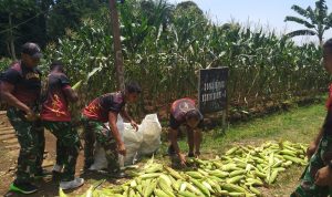 Prajurit Yonif 320/Badak, Melaksanakan Panen Jagung Manis