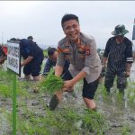 Turun Kesawah Bareng Bupati,Kapolres Maros Apresiasi Program Padi Galur Unggulan Kodim 1422 Maros