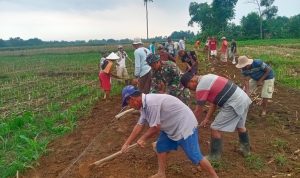 Permudah Akses Hasil Pertanian, Babinsa Bersama Warga Gotong Royong Pembuatan Badan Jalan