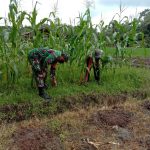 Babinsa Koramil 2304/Anyar, Giat Bintahwil Perawatan Tanaman Jagung