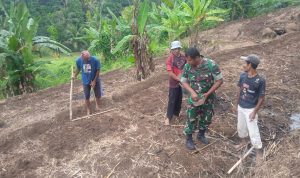 Babinsa Koramil 2306/Mancak, Giat Bintahwil Penanaman Jagung