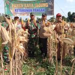Dukung Program Ketahanan Pangan, Koramil 07/Pekalongan Panen Raya Jagung