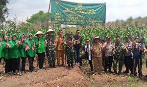 Dandim 0623/Cilegon Menghadiri Panen Jagung Pulut Ungu Koramil 2306/Mancak