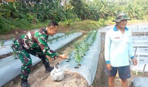 Babinsa Koramil 2305/Cinangka, Giat Bintahwil Pendampingan Poktan
