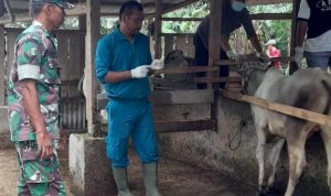 Babinsa Koramil 2302/Bojonegara, Bintahwil Pendampingan Vaksinasi Hewan Ternak