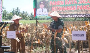 Perkuat Ketahanan Pangan, Kodim 0429/Lamtim Bersama Forkopimda Panen Raya Jagung