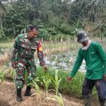 Babinsa Koramil 2305/Cinangka, Giat Bintahwil Pendampingan Kelompok Tani