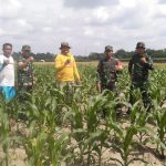 Dukung Program Ketahanan Pangan, Prajurit Kodim 0429/Lamtim Rutin Lakukan Perawatan Tanaman Jagung