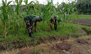 Babinsa Koramil 2304/Anyar, Giat Bintahwil Pendampingan Penanaman Jagung
