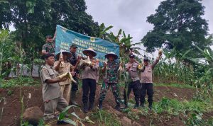 Koramil 2306/Mancak Melaksanakan Panen Raya ke 3 Jagung Pulut