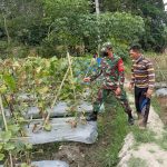 Babinsa Koramil 2305/Cinangka, Giat Bintahwil Pendampingan Kelompok Tani