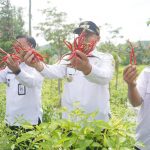 Wakil Walikota Cilegon Memanen Cabai Cabai Merah Keriting
