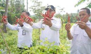 Wakil Walikota Cilegon Memanen Cabai Cabai Merah Keriting