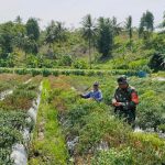 Babinsa Koramil 2305/Cinangka, Giat Bintahwil Pendampingan Kelompok Tani