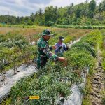 Babinsa Koramil 2305/Cinangka, Giat Bintahwil Pendampingan Kelompok Tani