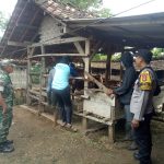 Babinsa dan Bhabinkamtibmas Dampingi Distankan Suntik Vaksin PMK Door to Door