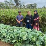Harga Tomat Menurun Drastis, Lesty Putri Utami Meminta Pemerintah Menekan Perda Tentang Kerja Sama Antar Daerah