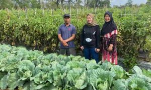 Harga Tomat Menurun Drastis, Lesty Putri Utami Meminta Pemerintah Menekan Perda Tentang Kerja Sama Antar Daerah