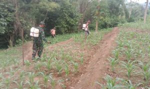 Babinsa Koramil 2306/Mancak Giat Bintahwil Penyemprotan Hama Tanaman Jagung