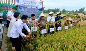 Dorong Kemandirian Desa, PLN Bantu Bibit Padi dan Pemanfaatan FABA untuk Pupuk di Bangka Tengah