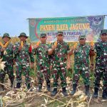 Koramil Purbolinggo Kembali Panen Raya Jagung Program Ketahanan Pangan
