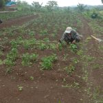 Babinsa Koramil 2306/Mancak Giat Bintahwil Pemeliharaan Tanaman Cabe