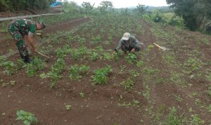 Babinsa Koramil 2306/Mancak Giat Bintahwil Pemeliharaan Tanaman Cabe
