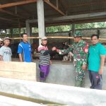 Tekan Penularan PMK, Babinsa Way Bungur Dampingi Vaksin Booster dan Pemasangan Eartag