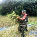 Dukung Ketahanan Pangan, Kopda Maryanto Bantu Warga Binaan Panen Padi