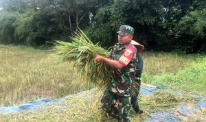 Dukung Ketahanan Pangan, Kopda Maryanto Bantu Warga Binaan Panen Padi