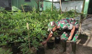 Babinsa Koramil 2305/Mancak Giat Bintahwil Panen Tanaman Cabe Merah