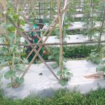 Babinsa Koramil 2307/Ciwandan, Karbak Pembersihan Rumput Tanaman