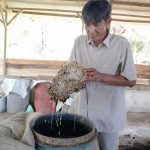 Jamur Jakaba Buatan Anjaseno terbukti Dapat Meningkatkan Produktivitas Tanaman