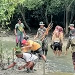 Jaga Ekosistem Laut, Kodim 0429/Lamtim Tanam 1000 Pohon Mangrove