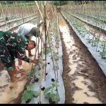 Babinsa Koramil 2304/Anyer, Bintahwil Penanaman Timun