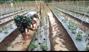 Babinsa Koramil 2304/Anyer, Bintahwil Penanaman Timun