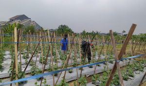 Babinsa Koramil 2306/Mancak Giat Bintahwil Pemeliharaan Tanaman Mentimun