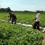 Babinsa Koramil 2304/Anyer, Bintahwil Pendampingan Poktan