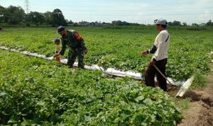 Babinsa Koramil 2304/Anyer, Bintahwil Pendampingan Poktan