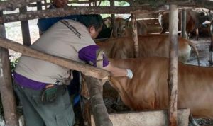 Pemkab Basel Berikan Pelayanan Kesehatan Gratis Terhadap Hewan Ternak